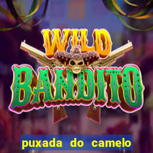 puxada do camelo jogo do bicho