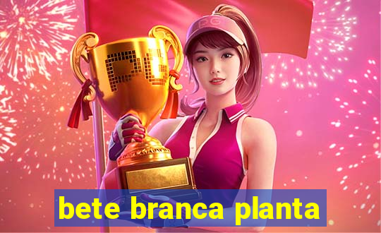 bete branca planta